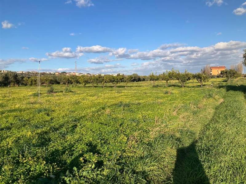 terreno agricolo in vendita a Sellia Marina
