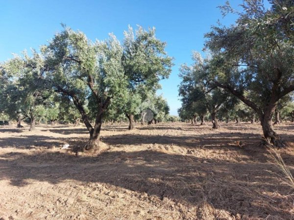 terreno agricolo in vendita a Sellia Marina