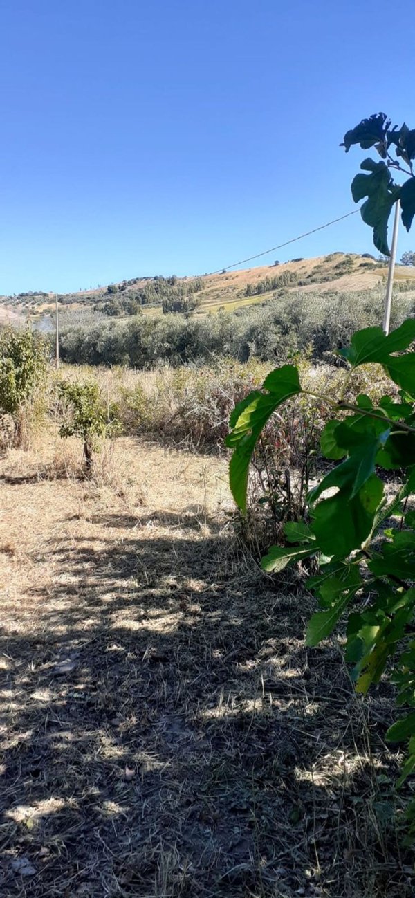 terreno agricolo in vendita a Sellia Marina