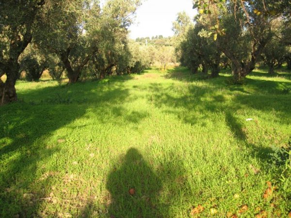 terreno edificabile in vendita a Settingiano