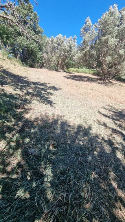 terreno agricolo in vendita a Settingiano