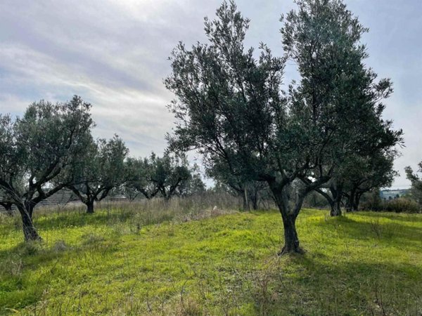 terreno agricolo in vendita a Simeri Crichi in zona Simeri Mare