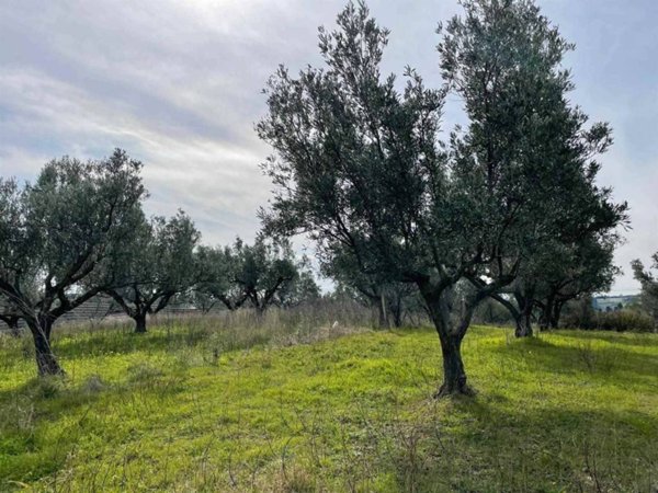 terreno agricolo in vendita a Simeri Crichi in zona Simeri Mare