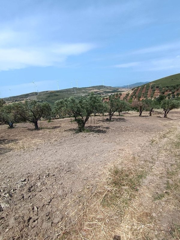 terreno agricolo in vendita a Simeri Crichi in zona Roccani
