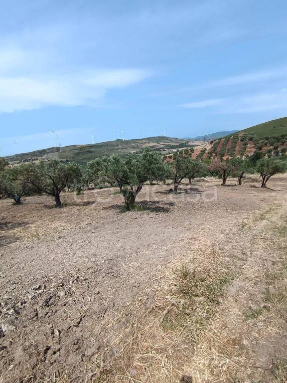 terreno agricolo in vendita a Simeri Crichi in zona Roccani