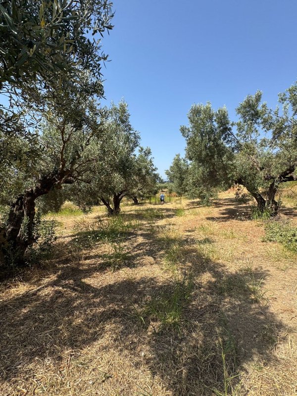 terreno agricolo in vendita a Simeri Crichi