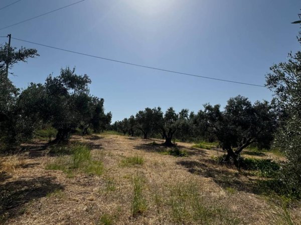 terreno agricolo in vendita a Simeri Crichi