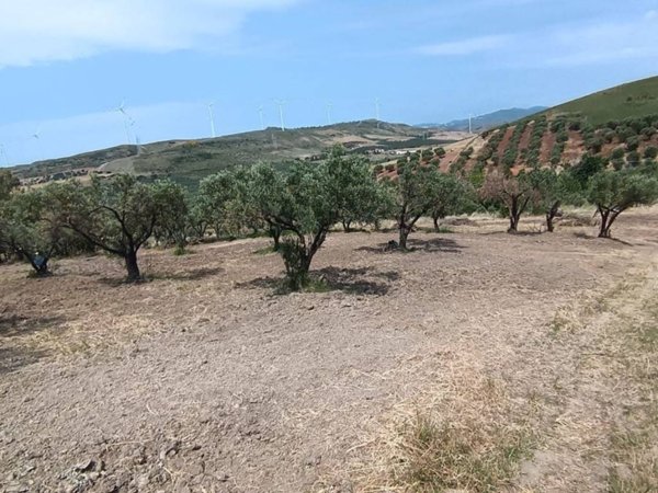 terreno agricolo in vendita a Simeri Crichi