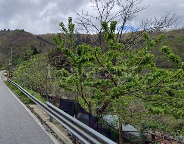 terreno agricolo in vendita a Sorbo San Basile