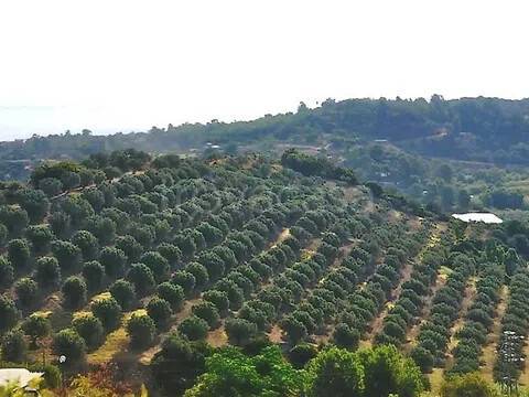 terreno agricolo in vendita a Soverato