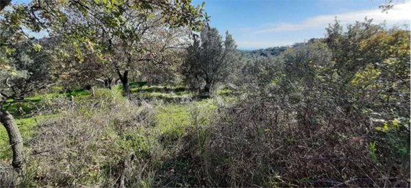 terreno agricolo in vendita a Soveria Simeri