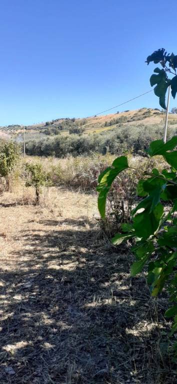 terreno agricolo in vendita a Soveria Simeri