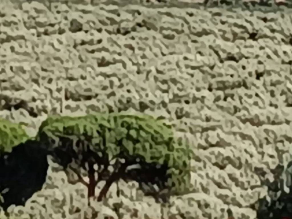 terreno agricolo in vendita a Squillace