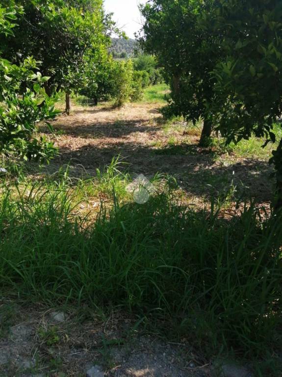 terreno agricolo in vendita a Squillace