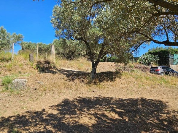 terreno agricolo in vendita a Stalettì