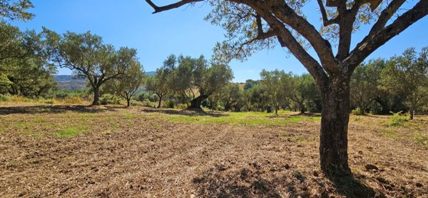 terreno agricolo in vendita a Stalettì