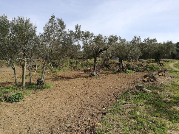 terreno agricolo in vendita a Stalettì