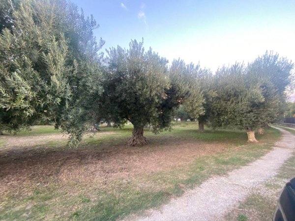 terreno agricolo in vendita a Lamezia Terme in zona Nicastro