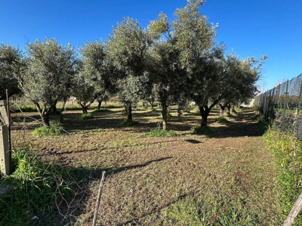 terreno agricolo in vendita a Lamezia Terme in zona Sant'Eufemia Lamezia