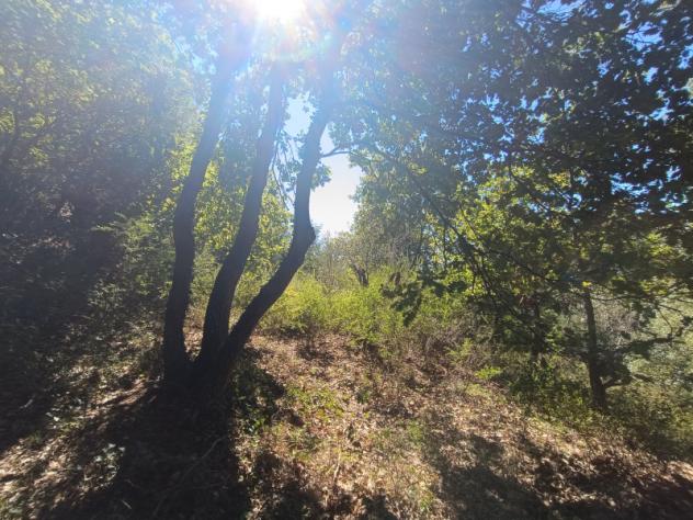 terreno agricolo in vendita a Lamezia Terme