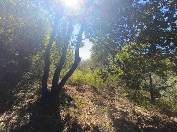 terreno agricolo in vendita a Lamezia Terme