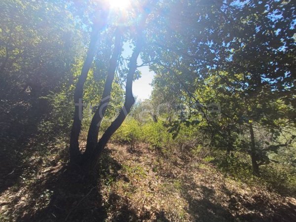 terreno agricolo in vendita a Lamezia Terme