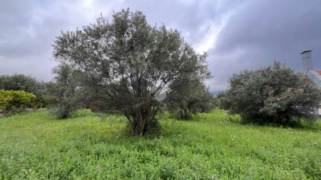 terreno agricolo in vendita a Lamezia Terme