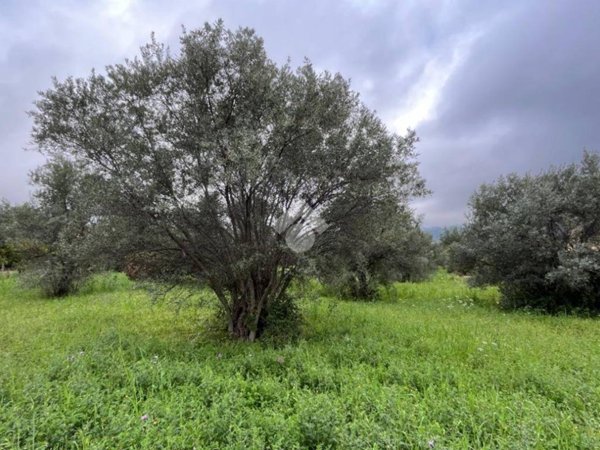 terreno agricolo in vendita a Lamezia Terme in zona Sambiase