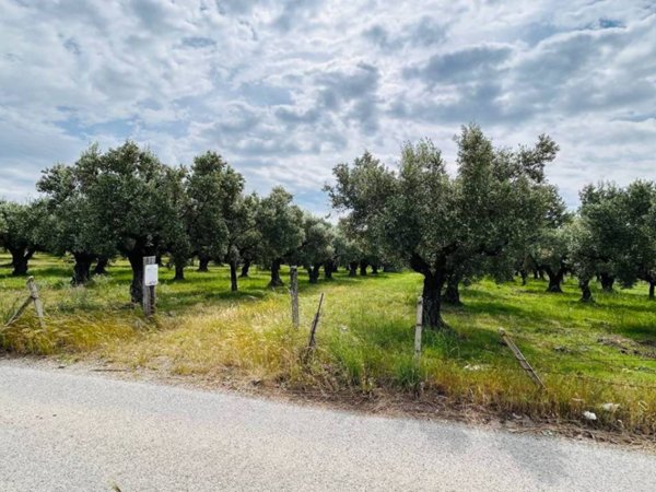 terreno agricolo in vendita a Lamezia Terme in zona Sant'Eufemia Lamezia