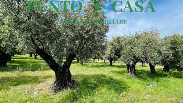 terreno agricolo in vendita a Lamezia Terme in zona Sant'Eufemia Lamezia