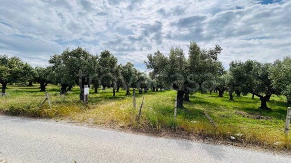 terreno agricolo in vendita a Lamezia Terme in zona Sant'Eufemia Lamezia