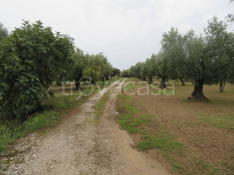terreno agricolo in vendita a Lamezia Terme