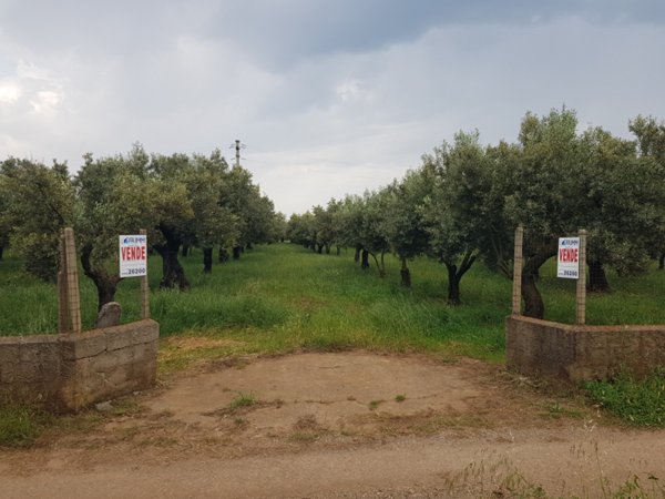 terreno agricolo in vendita a Lamezia Terme in zona Bosco Amatello
