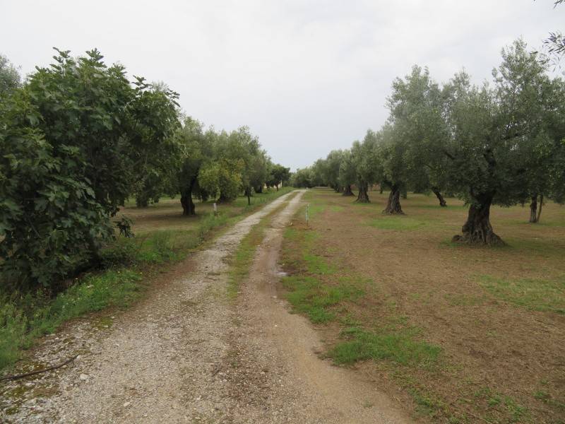terreno agricolo in vendita a Lamezia Terme