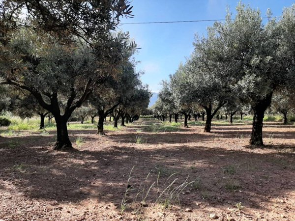 terreno agricolo in vendita a Lamezia Terme