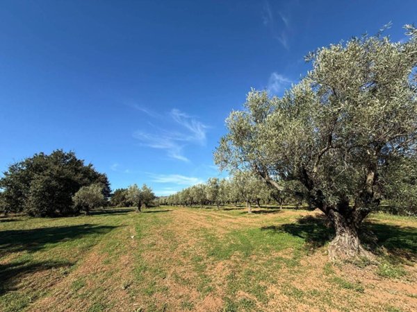 terreno agricolo in vendita a Lamezia Terme in zona Bosco Amatello
