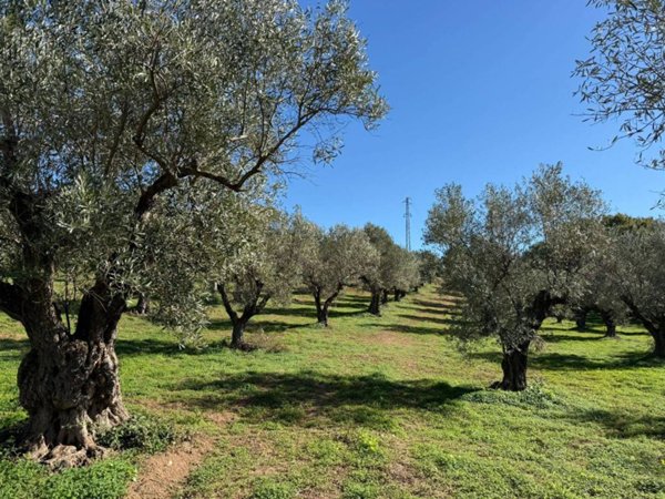 terreno agricolo in vendita a Lamezia Terme in zona Bosco Amatello