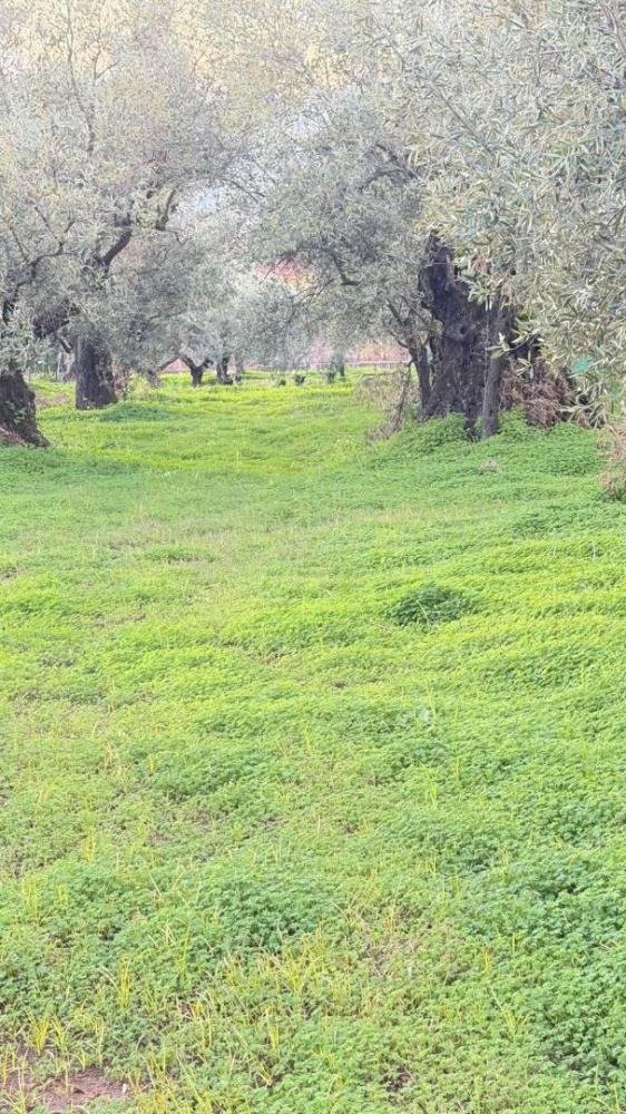 terreno agricolo in vendita a Lamezia Terme