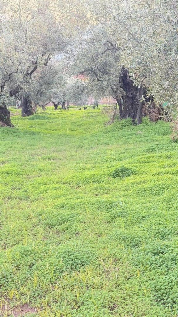 terreno agricolo in vendita a Lamezia Terme