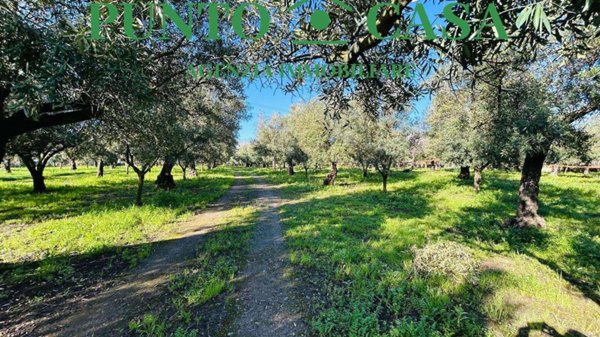 terreno agricolo in vendita a Lamezia Terme in zona Nicastro
