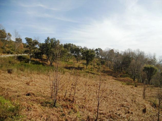 terreno agricolo in vendita a Lamezia Terme in zona Bucolia