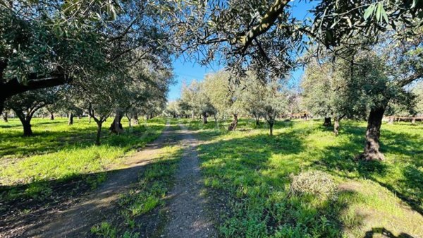 terreno agricolo in vendita a Lamezia Terme in zona Nicastro