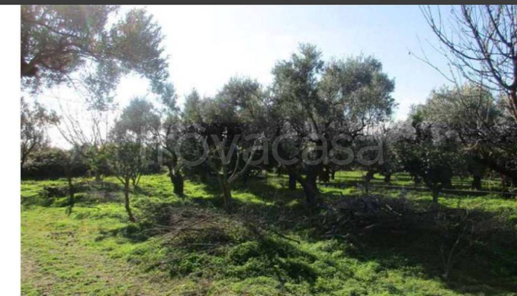 terreno agricolo in vendita a Lamezia Terme in zona Sant'Eufemia Vetere