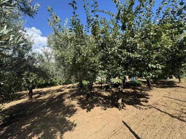 terreno agricolo in vendita a Lamezia Terme