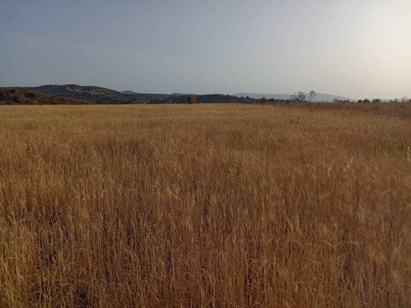 terreno agricolo in vendita ad Ardore