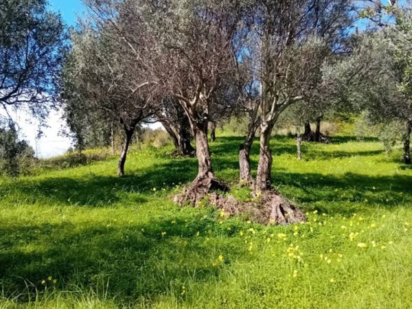 terreno edificabile in vendita a Benestare