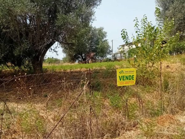terreno agricolo in vendita a Bianco