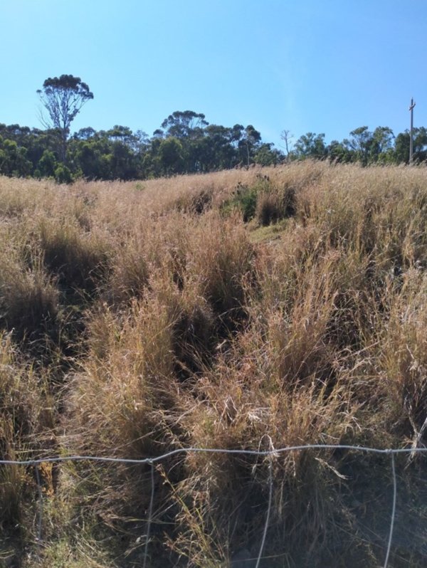 terreno agricolo in vendita a Bruzzano Zeffirio