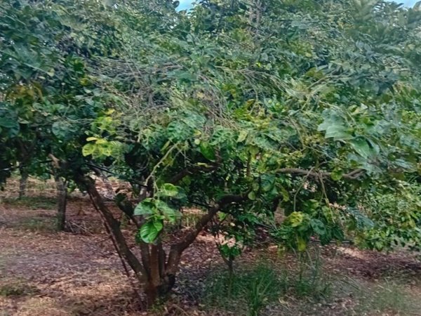 terreno agricolo in vendita a Bruzzano Zeffirio