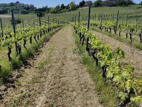 terreno agricolo in vendita ad Agliano Terme in zona Salere